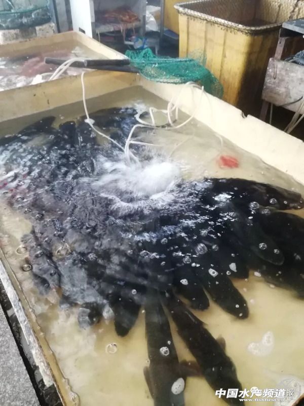 活鱼批发