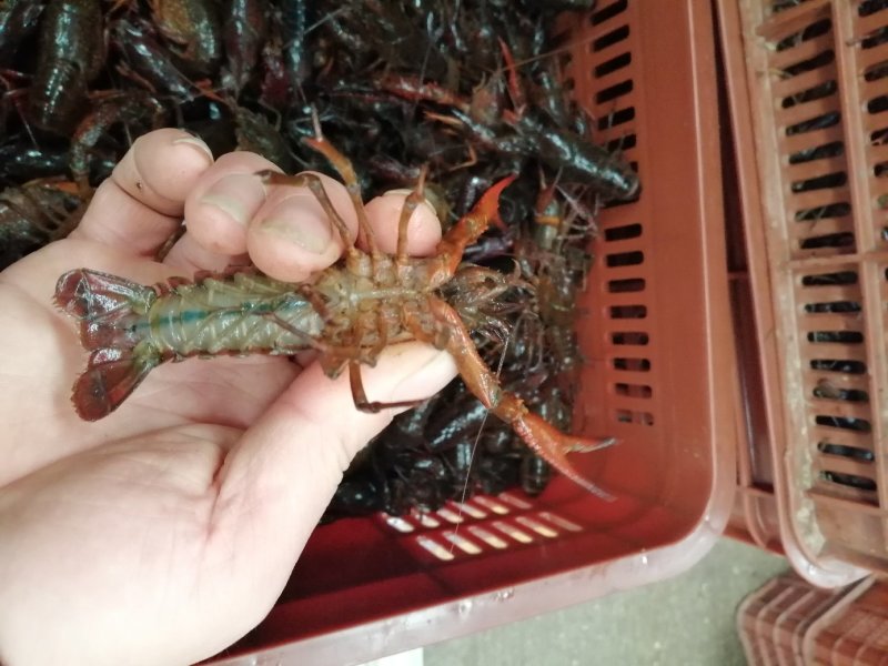 洪山区水产批发