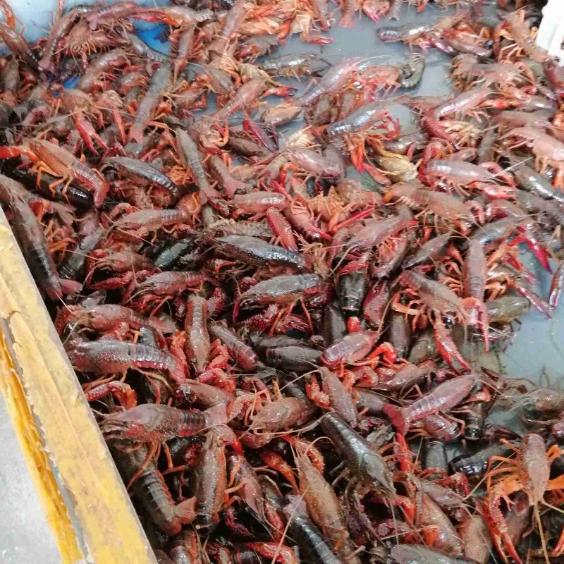 小龙虾批发